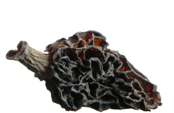 10 Ways Tuesdays: Morels