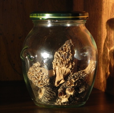Ingredient of the Week: Morels
