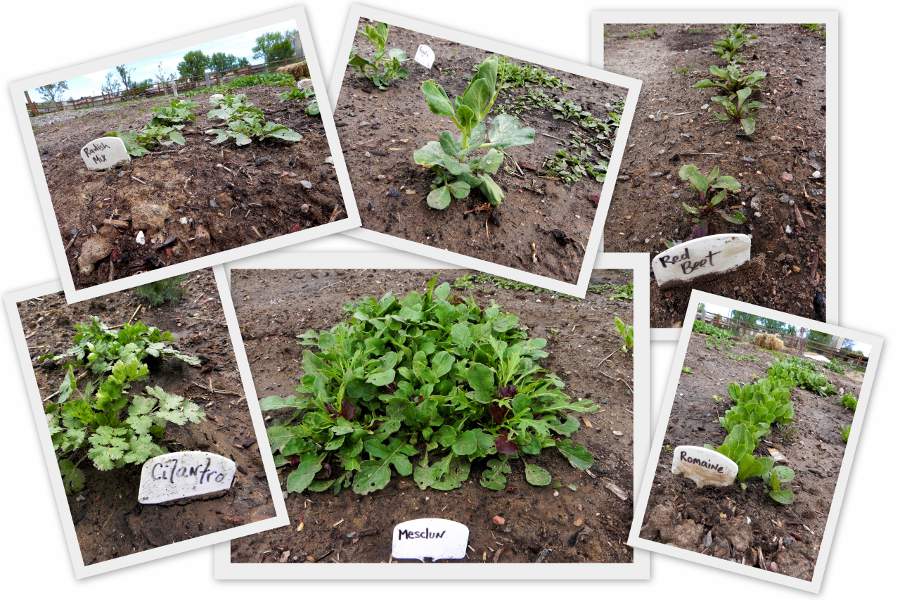 Garden Collage (c) 2011 LaDomestique.com Garden Collage (c) 2011 LaDomestique.com