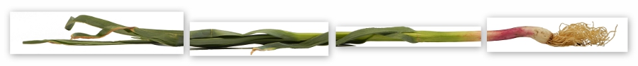 Green Garlic (c) 2011 LaDomestique.com Green Garlic (c) 2011 LaDomestique.com