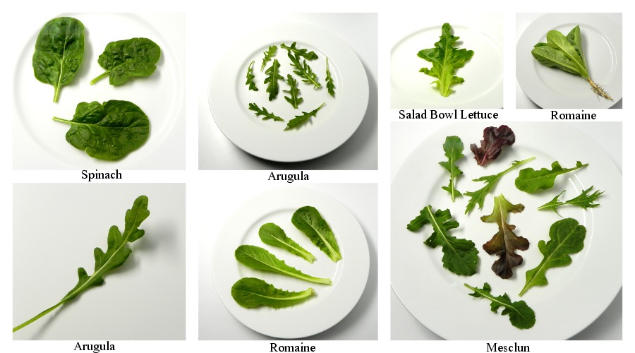 Storyboard: Salad Greens