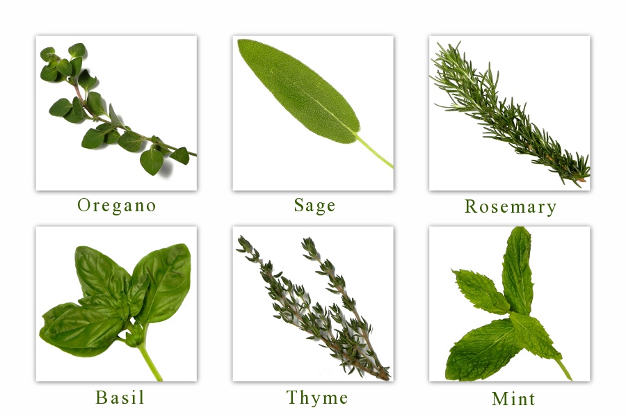 Storyboard:  Fresh Herbs