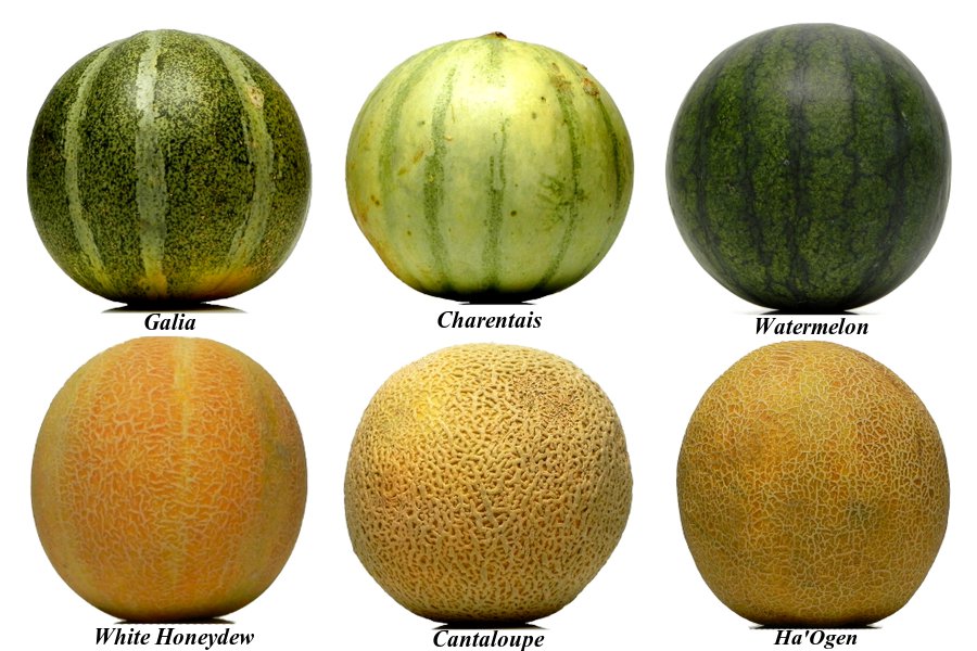 Storyboard: Melons
