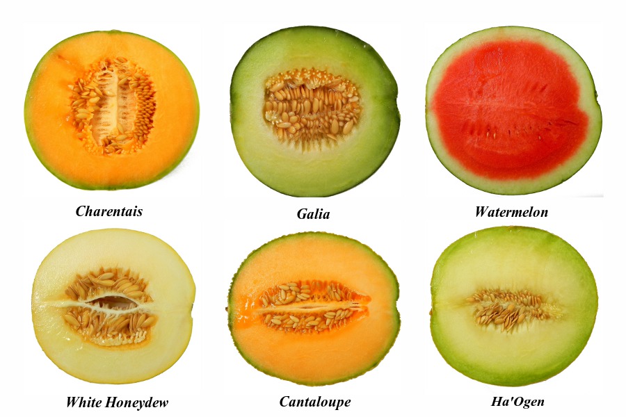 Melons (c)2011 LaDomestique.com Melons (c)2011 LaDomestique.com