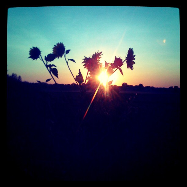 Instagram- The Garden at Sunrise (c)2011 LaDomestique.com Instagram- The Garden at Sunrise (c)2011 LaDomestique.com