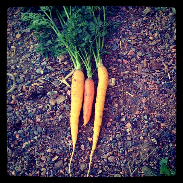 This Past Week at La Domestique: Carrots