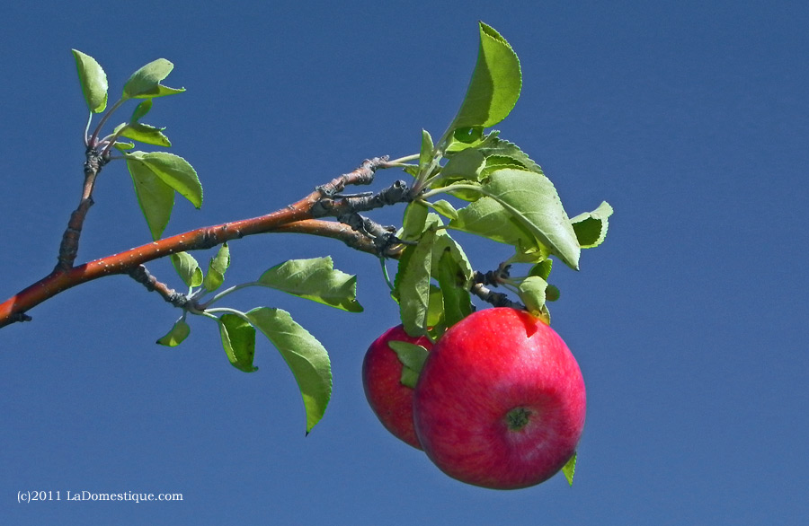 10 Ways Tuesday: Apples