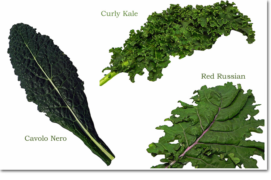 Storyboard: Kale