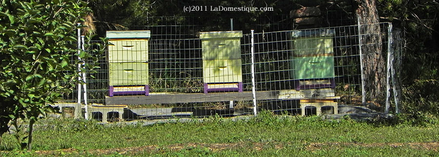 10 Ways Tuesday: Honey