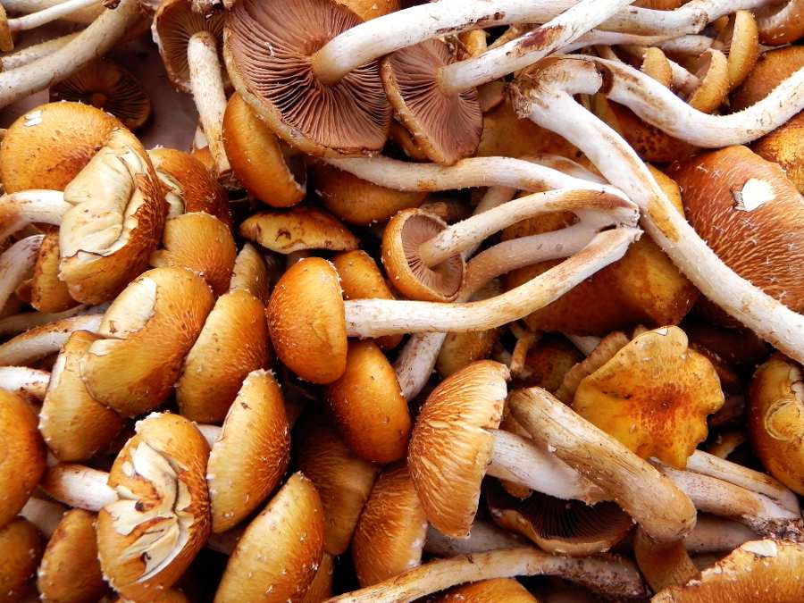 Mushroom Recipe Round-Up