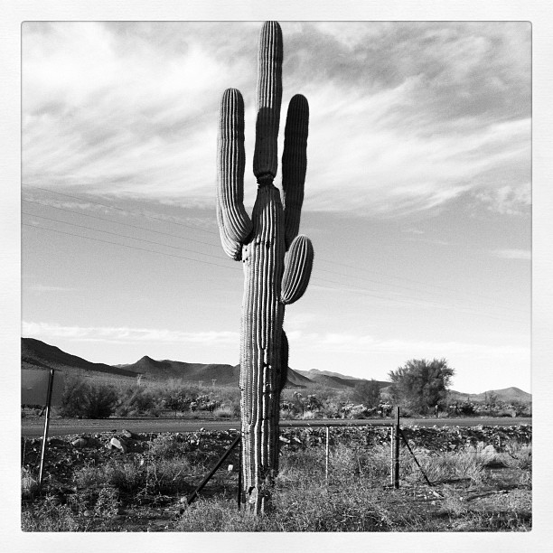 Instagram Photo Saguaro Cactus in Arizona (c)2012 LaDomestique.com