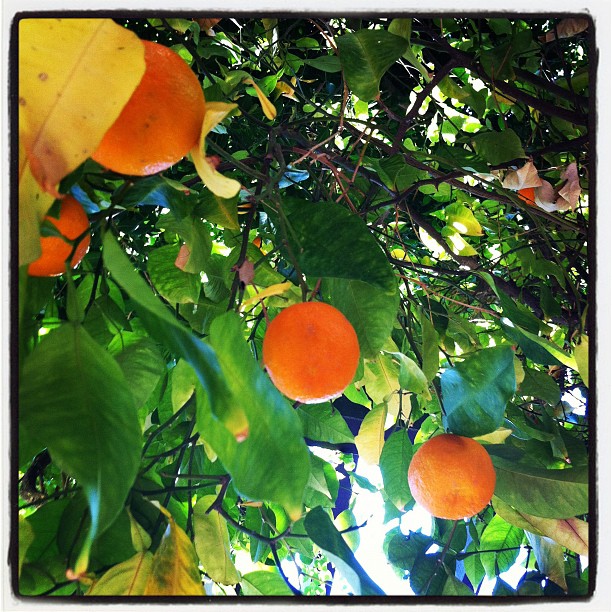 Instagram Photo: Citrus Hanging from the Tree, Arizona (c)2012 LaDomestique.com