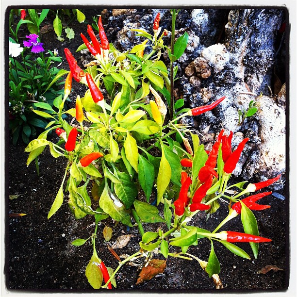 Instagram Photo Red Chiles in an Arizona Garden (c)2012 LaDomestique.com