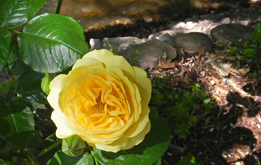 10 Ways Tuesday: Rose