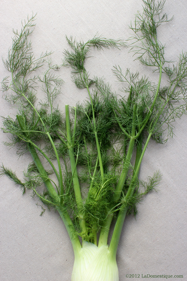 Fennel (c)2012 LaDomestique.com Fennel (c)2012 LaDomestique.com