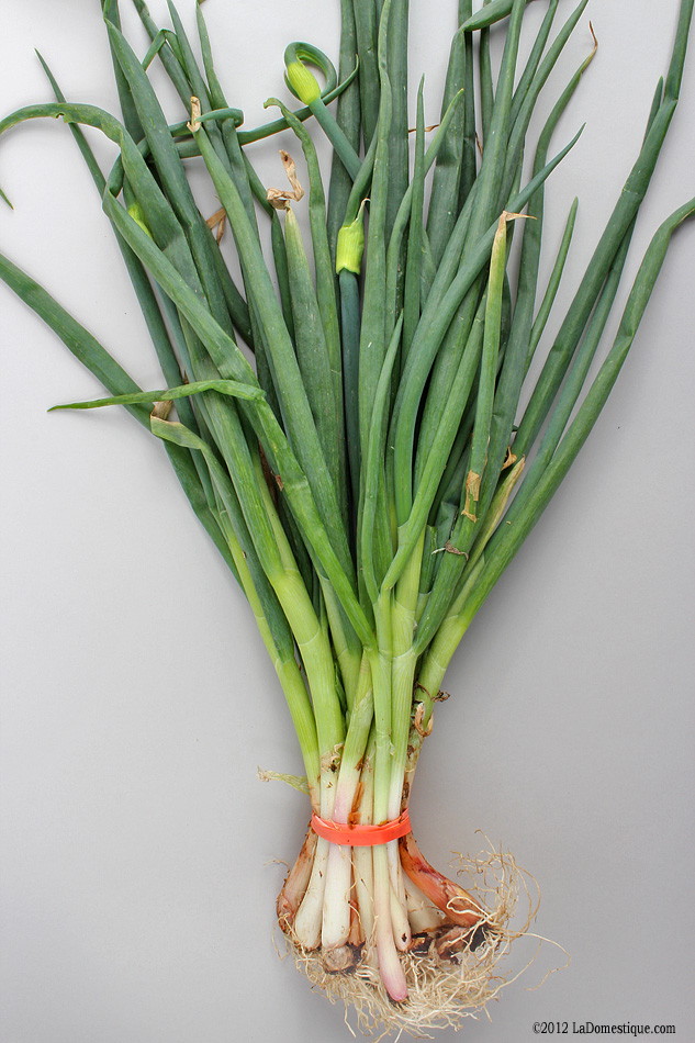 Spring Onion, Egyptian Walking Onion (c)2012 LaDomestique.com Spring Onion, Egyptian Walking Onion (c)2012 LaDomestique.com