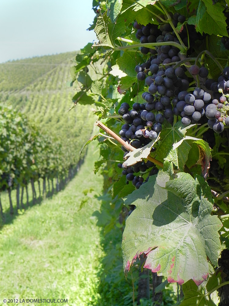 Red Grapes in a Vineyard, Niederweiler Germany (c)2012 LaDomestique.com