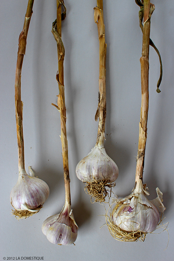 Garlic from the Boulder Farmer's Market (c)2012 LaDomestique.com Garlic from the Boulder Farmer's Market (c)2012 LaDomestique.com