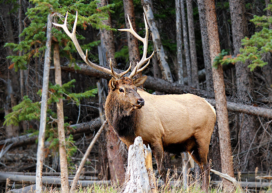 A bull elk in Rocky Mountain National Park (c)2012 La Domestique A bull elk in Rocky Mountain National Park (c)2012 La Domestique