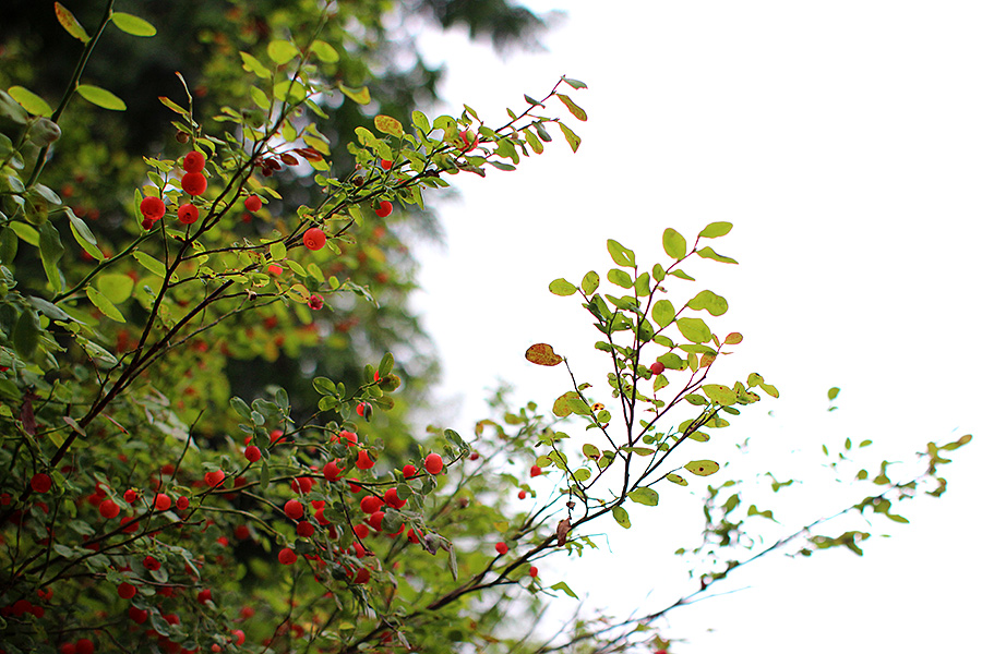 Berries on the bush (c) 2012 La Domestique Berries on the bush (c) 2012 La Domestique