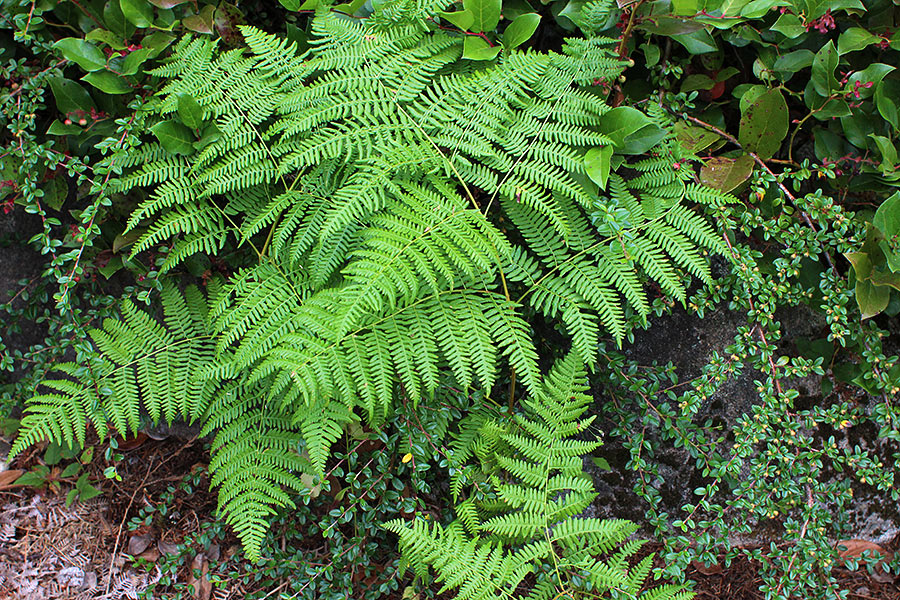 Fern (c)2012 La Domestique Fern (c)2012 La Domestique