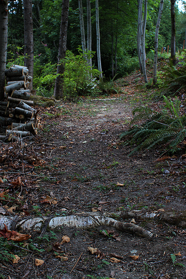 A path through the woods (c)2012 La Domestique A path through the woods (c)2012 La Domestique