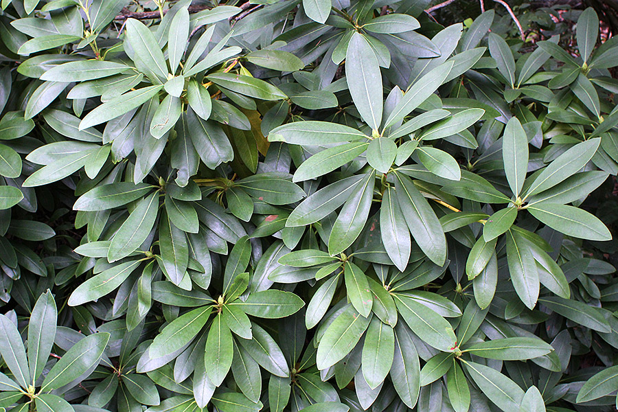 Leaves (c) 2012 La Domestique Leaves (c) 2012 La Domestique