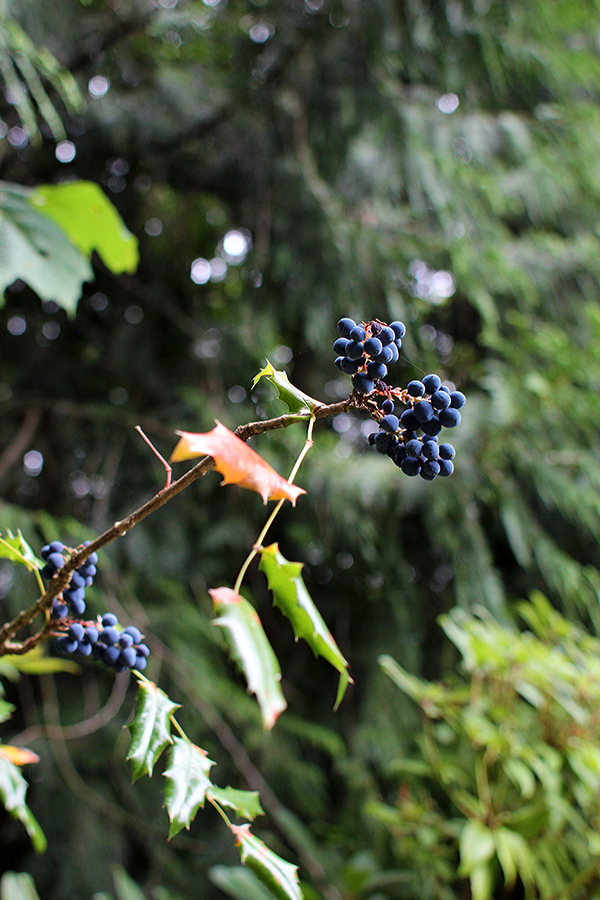 Blue Berries against lush forest (c) 2012 La Domestique Blue Berries against lush forest (c) 2012 La Domestique
