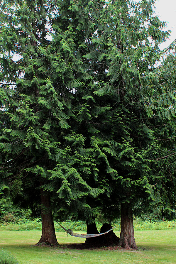 Hammock in the trees (c)2012 La Domestique Hammock in the trees (c)2012 La Domestique