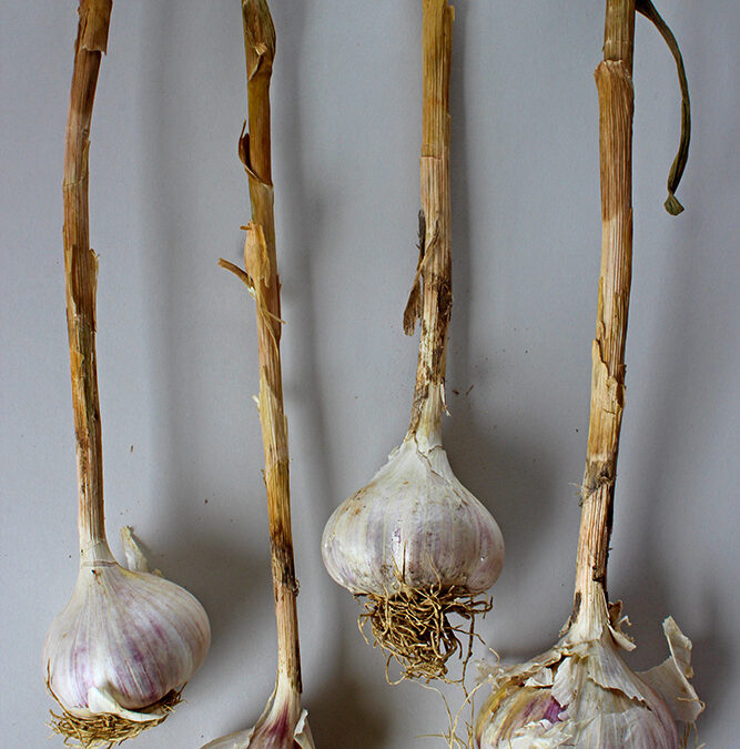 Ingredient of the Week: Garlic