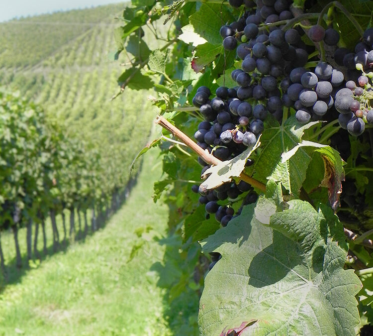 10 Ways Tuesday: Rosé Wine