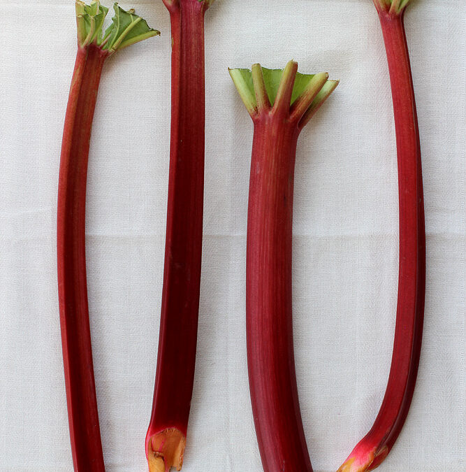 Ingredient of the Week: Rhubarb
