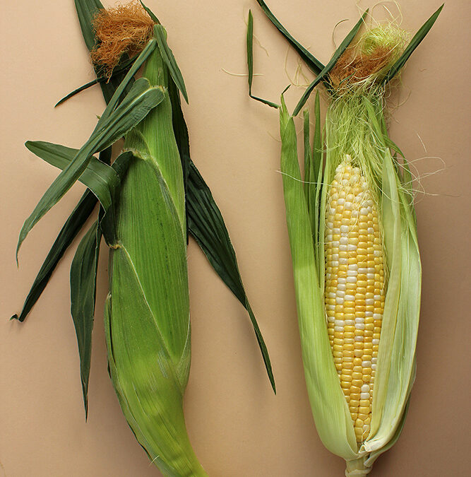 Ingredient of the Week: Sweet Corn