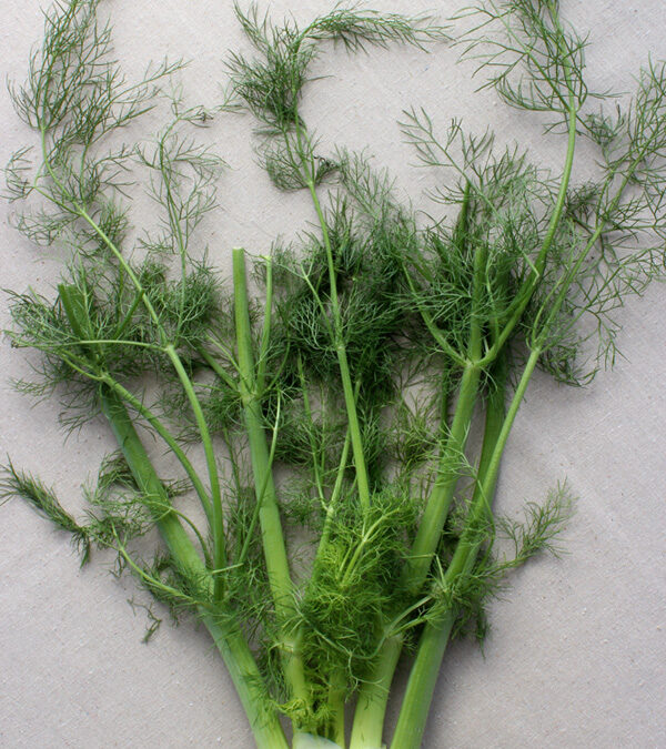 10 Ways Tuesday: Fennel