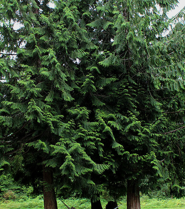 Inspiration from Nature: Color, Shape, and Pattern